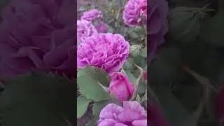 Цветение Розы  Минерва.