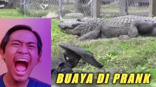 Nyamar jadi buaya di depan buaya sungguhan