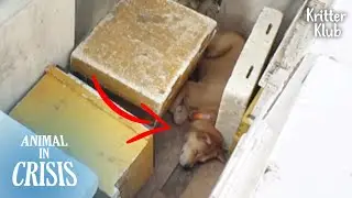 Lost Or Abandoned? Dog With Collar Hid Deep Inside A Beefarm l Animal in Crisis Ep 330