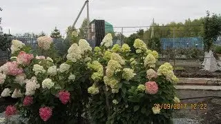 Клавдия Петровна и ее усадьба.