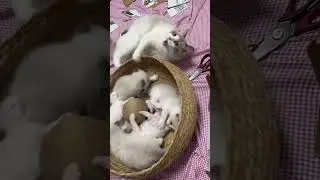mamy kucing lagi asyik bermain sama anak nya