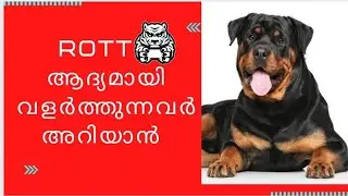 Rottweiler is good for first time owner : Rottweiler malayalam : First time dog owner guide