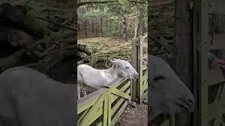 the mule