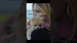 Собака бабака #собака #животные #emojichallenge #emoji #моясобака #собакавemoji #dog #dogemoji