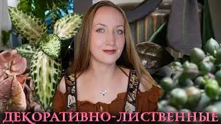 Декоративно-лиственные растения: обзор видов