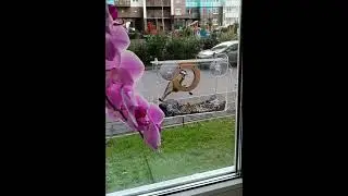Кафе "Чик-чирик"