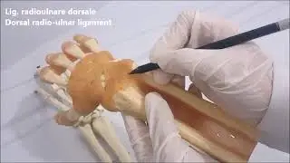 Articulatio radioulnaris distalis anatomisi
