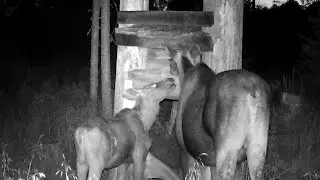 A moose with a calf. A moose ran to the salt lake and let out a dull roar with a moan.Moose issue 91