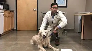 How to Remove a Tick from Your Pet