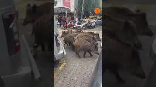 Fethiye'de Domuz Sürüsü Çarşıya İndi, Vatandaşlar Şaşkına Döndü