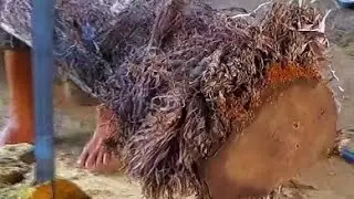 sawing rare and strange fibrous teak wood in the sawmill