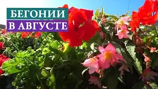 Бегонии в августе