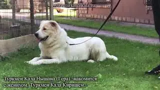 Как мама встретила папу. Знакомство двух алабаев.