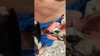 Черноморские устрицы в Геленджике 