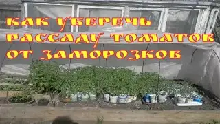 Как уберечь рассаду томатов в парнике от заморозков/Обогрев парника