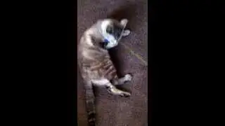 Playtime w/ Kitty