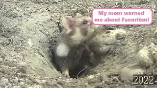 Cutest european hamster girl builds her burrow in Vienna