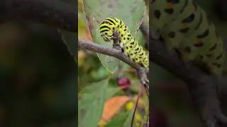 Красивая гусеница махаона 