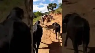 Gado mestiço