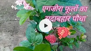 Home Gardening... एगजोरा फूलों का  सदाबहार पौधा care grow complete information...
