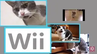 Kittens & Cats Meowing NINTENDO Wii  - Mii CHANNEL THEME (A cappella)
