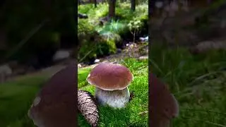 Красивые грибы.                 #грибы #2024 #mushroom