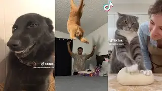 Funny Cats & Dogs | Viral tiktok compilations 🐶 #9