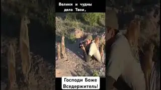 Велики и чудны дела Твои! #любовь #бог #спасение #истина #жизнь #животные #вера #фильм #shorts