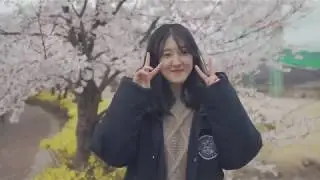 CherryBlossom Sketch video