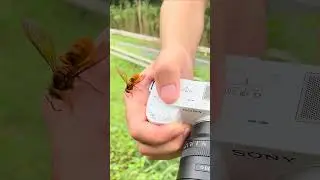カメラマンの手にキイロスズメバチが！私は京都の週末養蜂家！