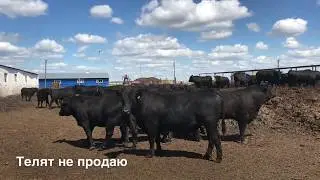 Быки Ангусы 2018 года