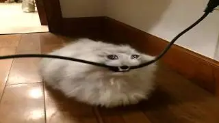 Rare Cat Behaviors That Are Absolutely Hilarious