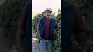 Pre-Harvest Grape Inspection at Quady Winery