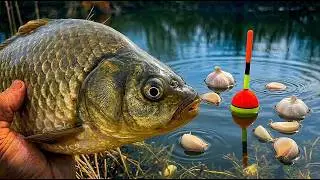 The crucian carp has woken up! How can I get them to bite garlic in EARLY SPRING?