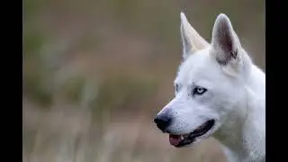 My Husky Lana Song