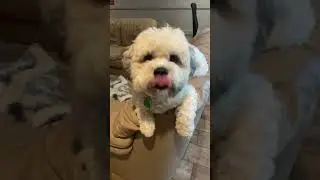 His Name is Milo