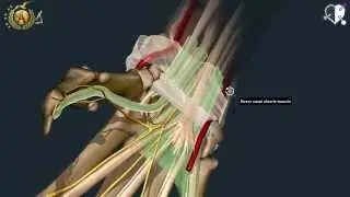Locomotor System 32: Carpal Tunnel