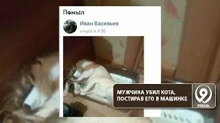 Житель Ухты постирал кота в стиральной машине. Животное погибло. «9 телеканал» Рязань