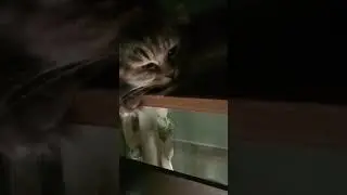 ✨Буля спит✨