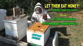 Let Them Eat Honey S8E29 #beekeeping