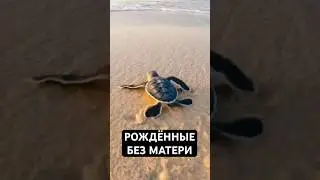 3 Животных, Чьи Детёныши Никогда не Видят Свою Мать После Рождения