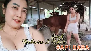 STOK TERBARU 2 EKOR SAPI DARA MURAH MERIAH,,,,,