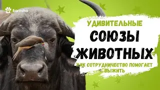 🤝 Удивительные союзы животных🤝Как сотрудничество помогает выжить🤝