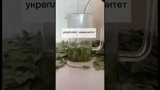 🫖🌱 Листья березы