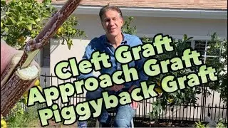 Top Three (3) Grafting Methods | Year-Round Options