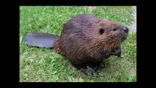 North American Animals | Animals sounds and Photos | Kids videos