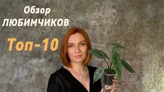 Топ-10 растений моей коллекции | Обзор фаворитов