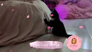 🔥Спинальник Тедди просится на пуфик 💓,  который оценил 🍀