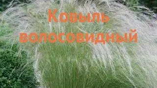 Ковыль волосовидный (kovyl-volosovidnyy) 🌿 волосовидный ковыль обзор: как сажать, саженцы ковыль