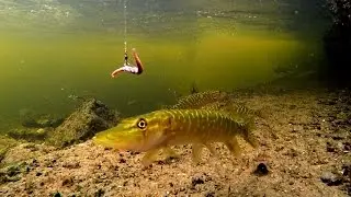 Playing fishing game wt baby pike & baby perch. Игра в рыбалку со щурятами и окушками
